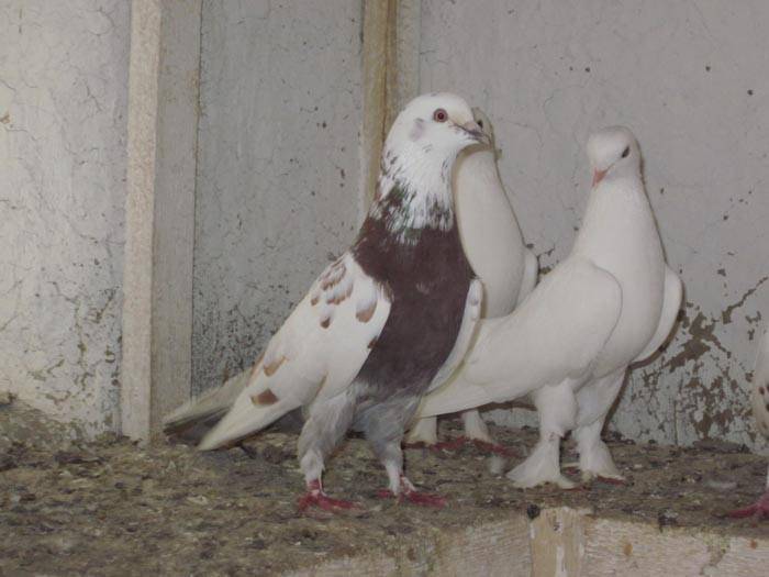 Бакинские бойные голуби чили