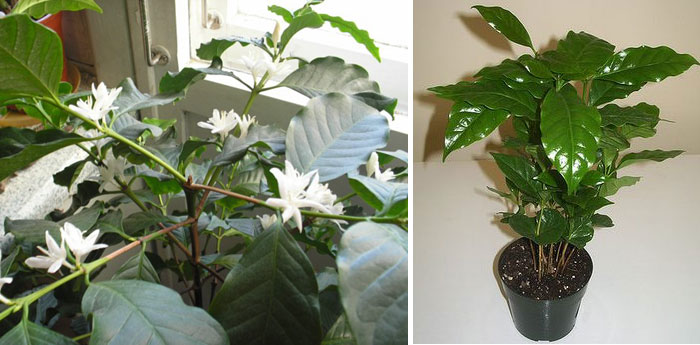 Выращивание кофейного дерева в домашних условиях, сорта, посадка и уход, размножение, возможные болезни: сам себе бариста (фото & видео) + отзывы