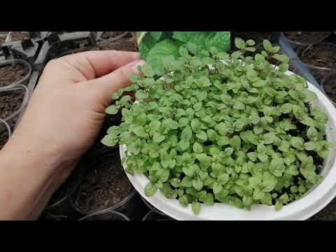 Как сажать мяту семенами и саженцами в открытый грунт