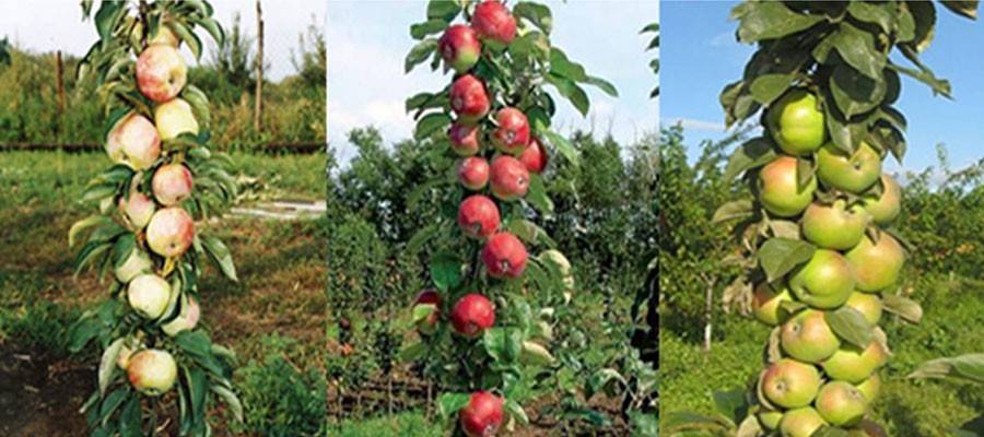 Колоновидные яблони: сорта, достоинства, недостатки и секреты выращивания