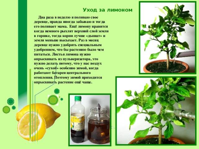 Чем подкормить лимон в домашних условиях - удобряшкин.ру