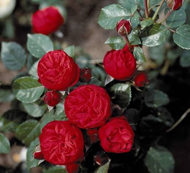 Сорт розы “чарминг пиано” (charming piano) с описанием, отзывами и фото
