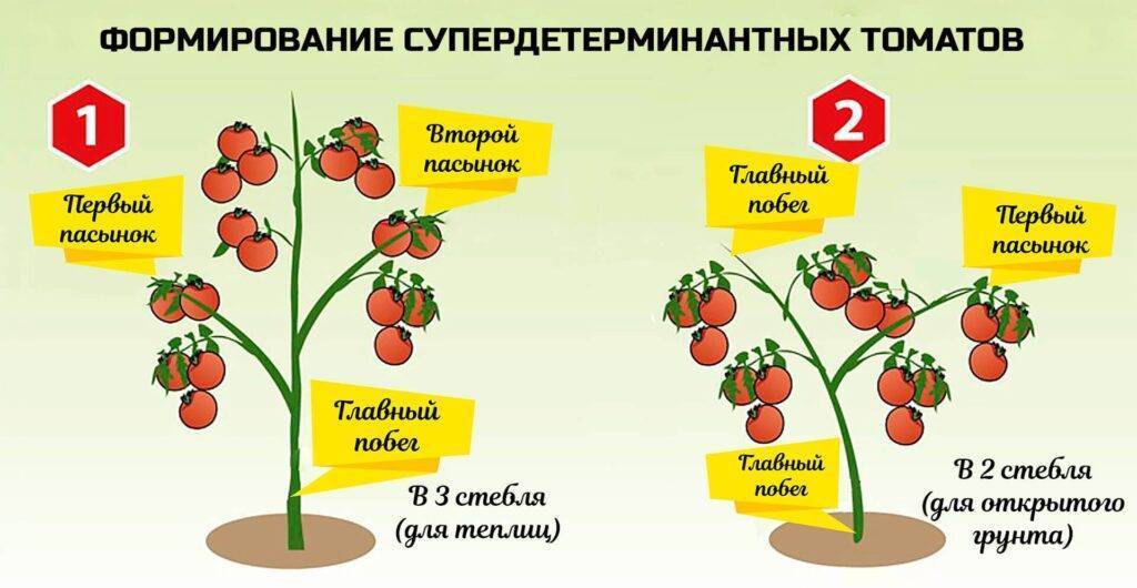 Формирование томатов в 2 стебля в теплице: схема как правильно это делать, стадии и приемы ведения ствола куста