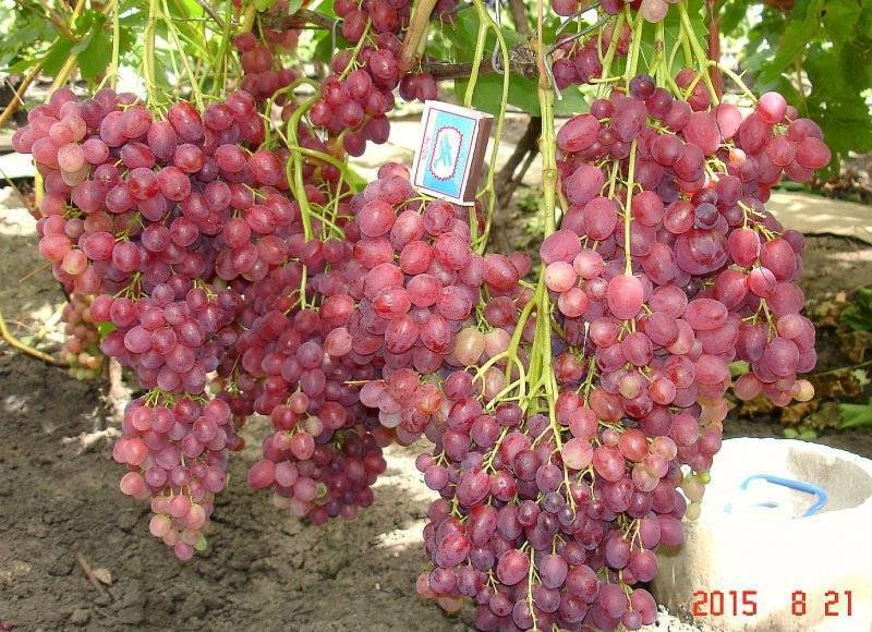 Бессемянный сорт винограда или кишмиш велес — особенности и выращивание