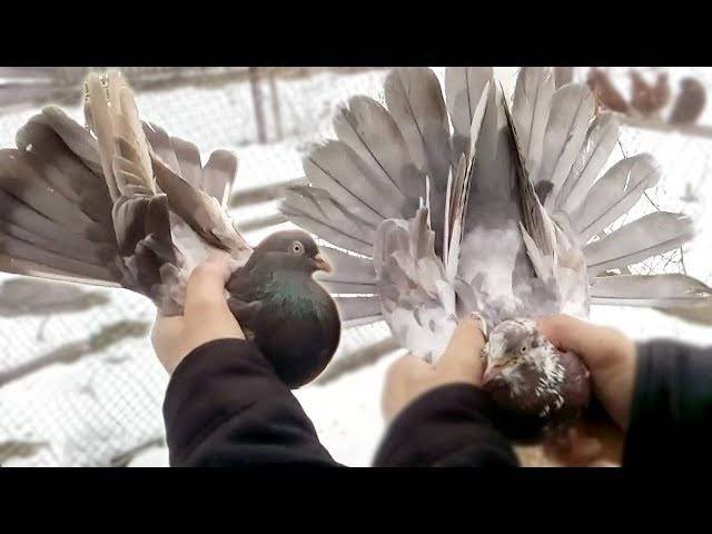Ленинаканские бойные голуби описание породы