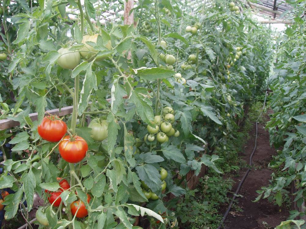 Что делать, когда помидоры жируют в теплице – 9 этапов решения проблемы и 5 советов по профилактике