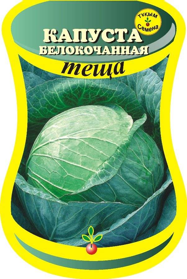 Капуста теща – описание сорта, фото, отзывы