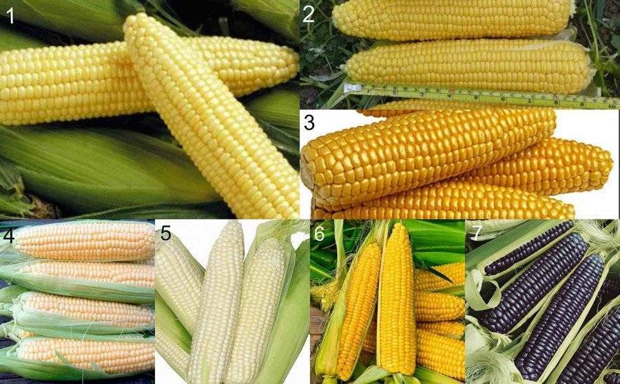 Выращивание кукурузы: пошаговые инструкции