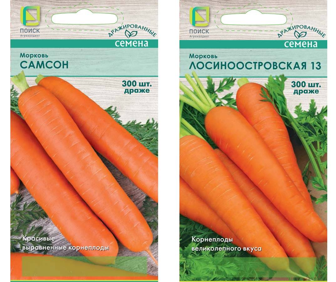 Морковь самсон: характеристика и урожайность сорта
