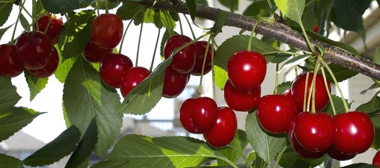 Описание сорта вишни брусницына, характеристики урожайности и морозоустойчивости