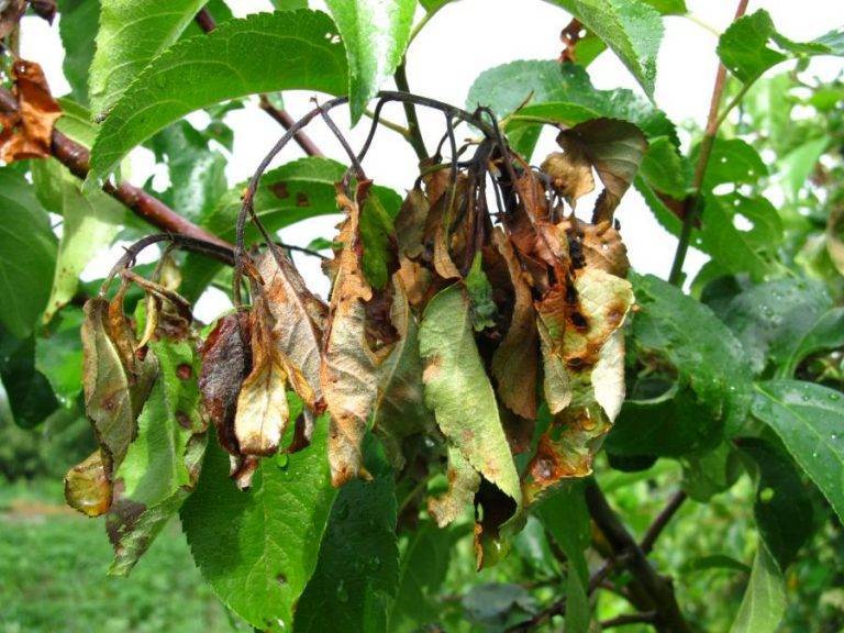 Причины усыхания ветвей, листьев и ствола на яблоне