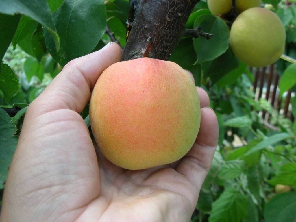 Описание и характеристики сорта абрикоса харгранд, выращивание и уход