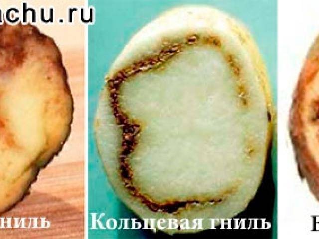 Парша черная картофеля | справочник пестициды.ru