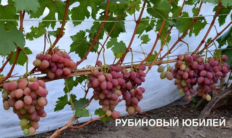 Виноград рубиновый юбилей - мир винограда - сайт для виноградарей и виноделов