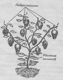 Схема формирования перцев в теплице рисунок