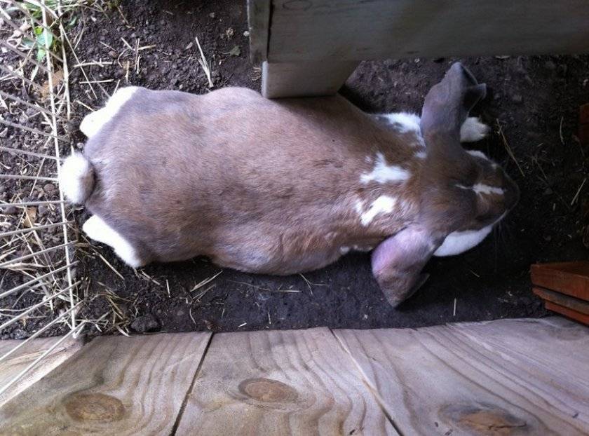 Беременность у кроликов