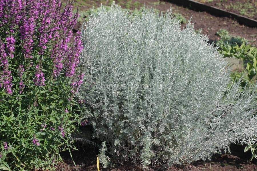 Artemisia cina berg ex poljakovописание таксона