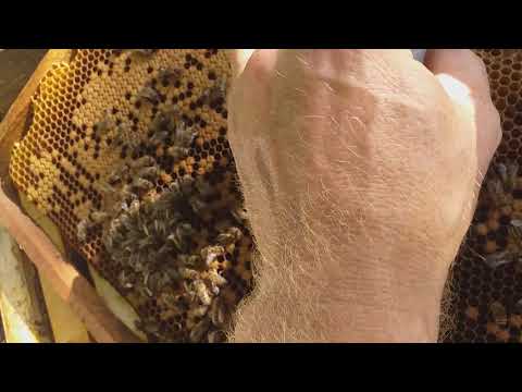 Подсадка матки в улей: способы и правила как подсадить пчеломатку