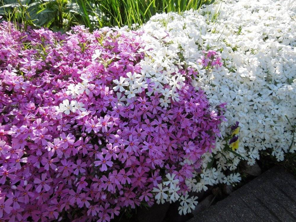 Лучшие низкорослые цветы для клумбы, цветущие все лето – дачные дела