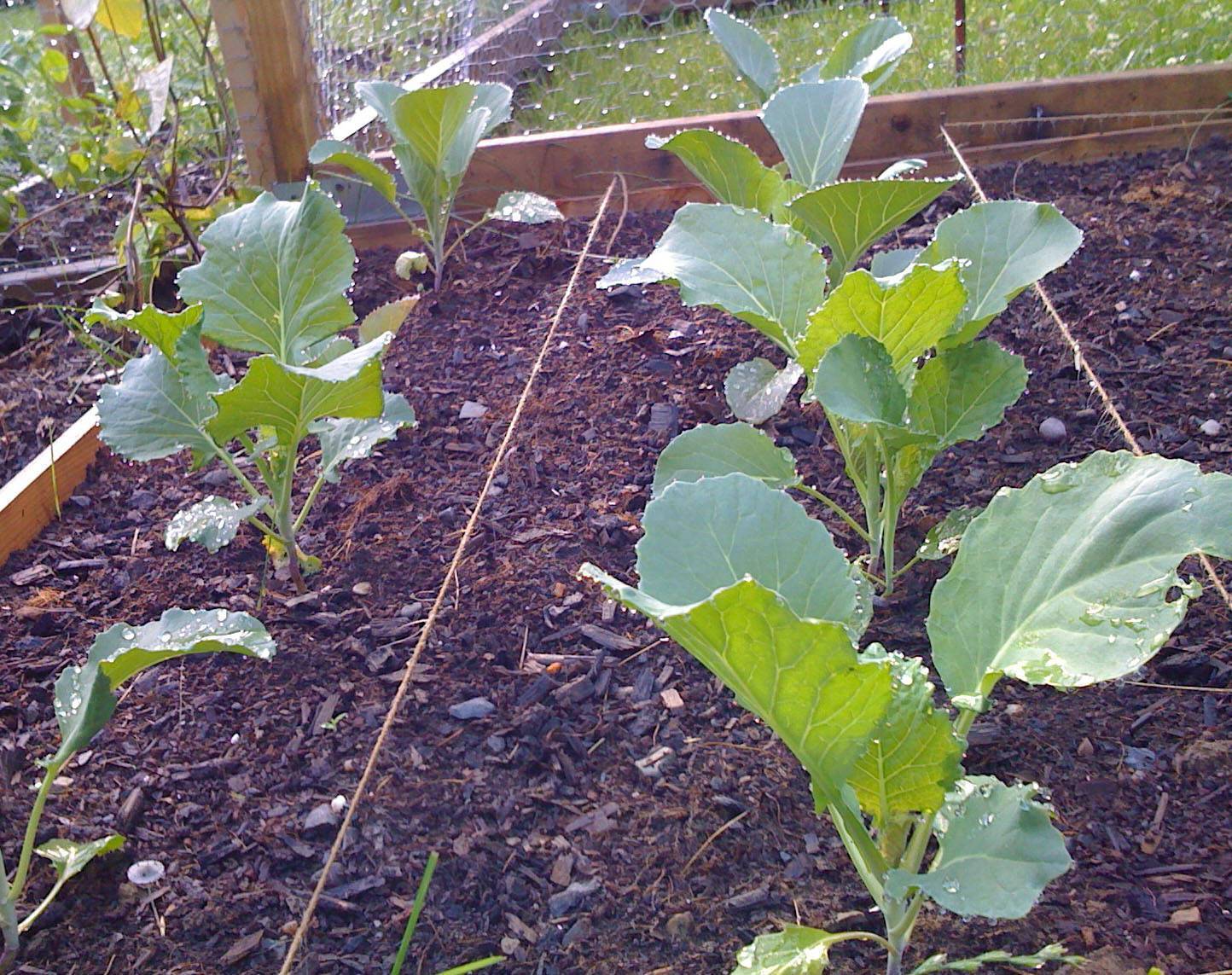 Как выращивать брокколи: подготовка рассады, посев, уход на грядке