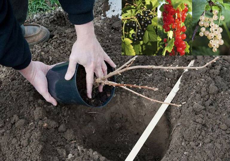 Как правильно посадить смородину черную осенью - пошаговая инструкция