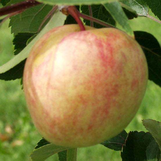 Яблоня аркад сахарный: особенности сорта и ухода
