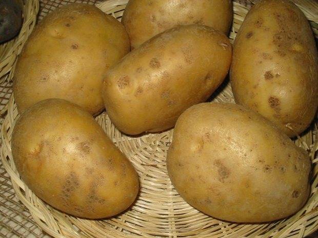 Белорусская красавица — описание вкусного и урожайного сорта картофеля «янка» | дача cадовода
