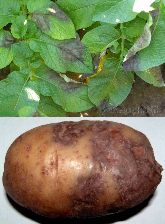 Фитофтора на картофеле как бороться и что делать для профилактики