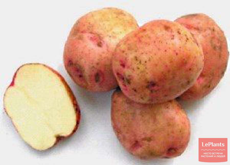 Сорта картофеля для восточно-сибирского региона: список