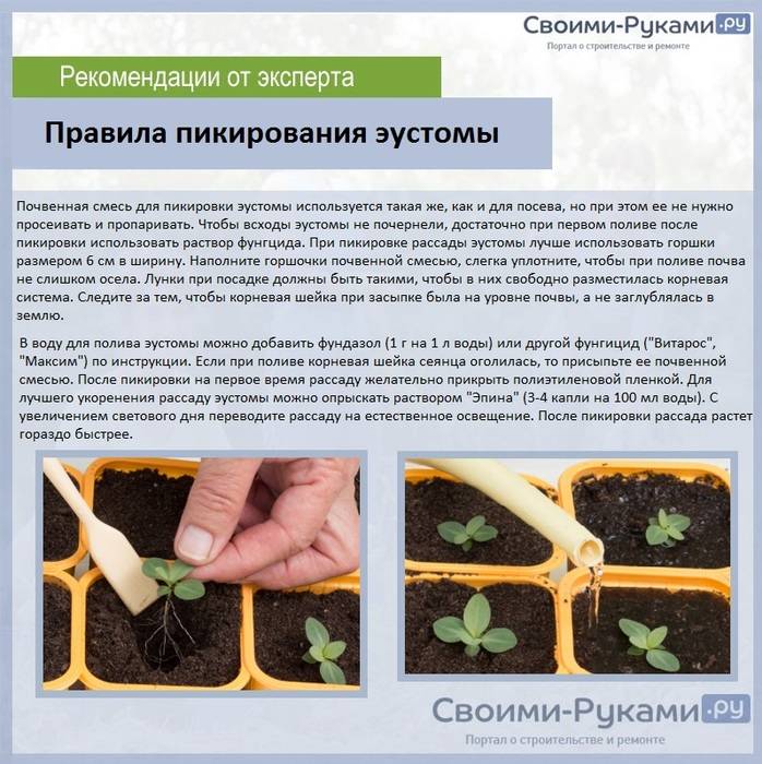 Выращивание сальпиглоссиса из семян в домашних условиях и на участке