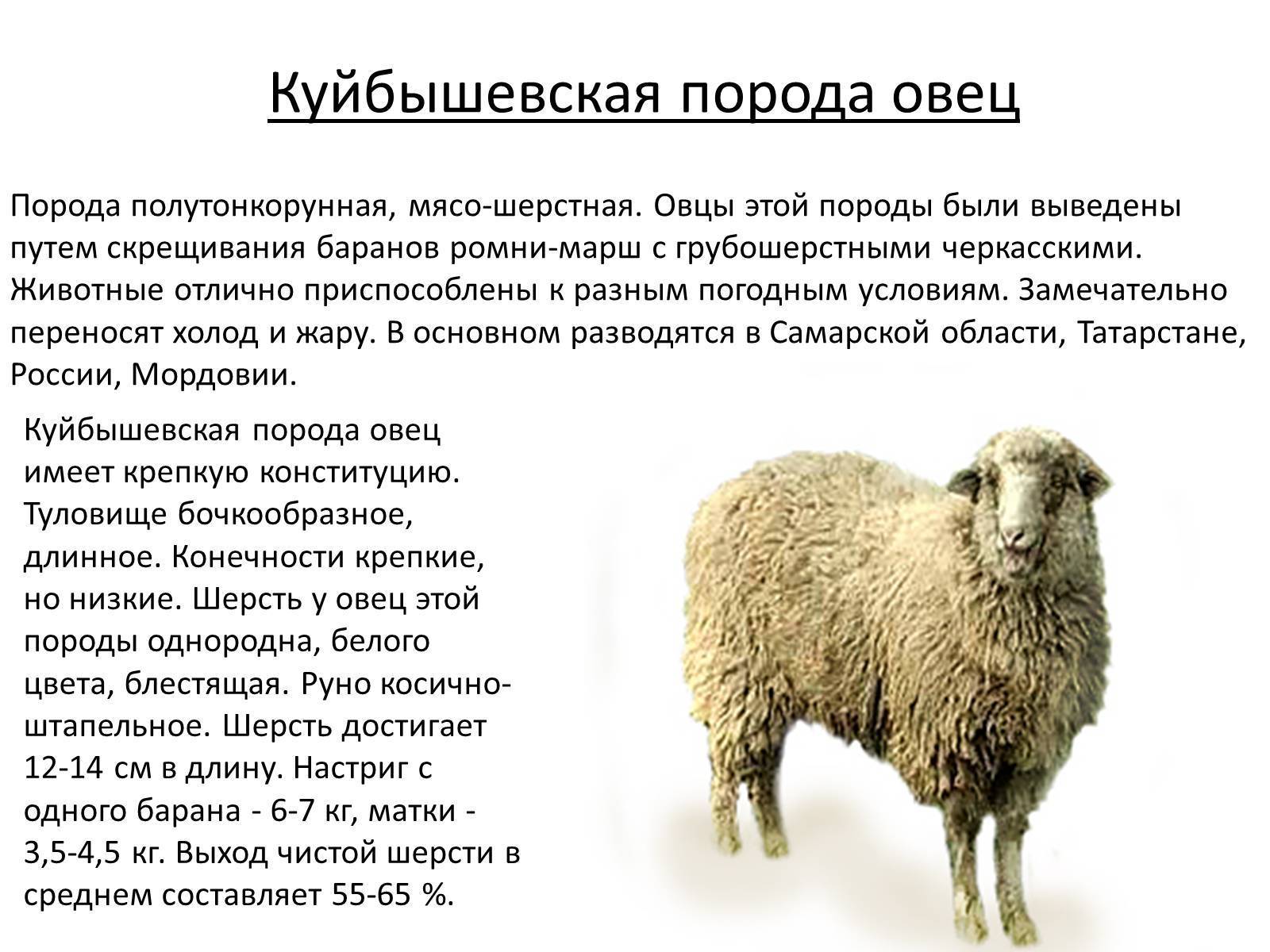 Ягненок или как правильно называется детеныш овцы и барана