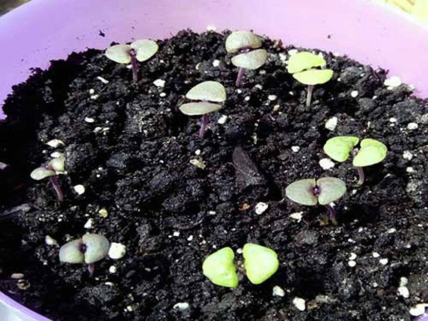 Как посадить черемшу на даче из семян и луковиц