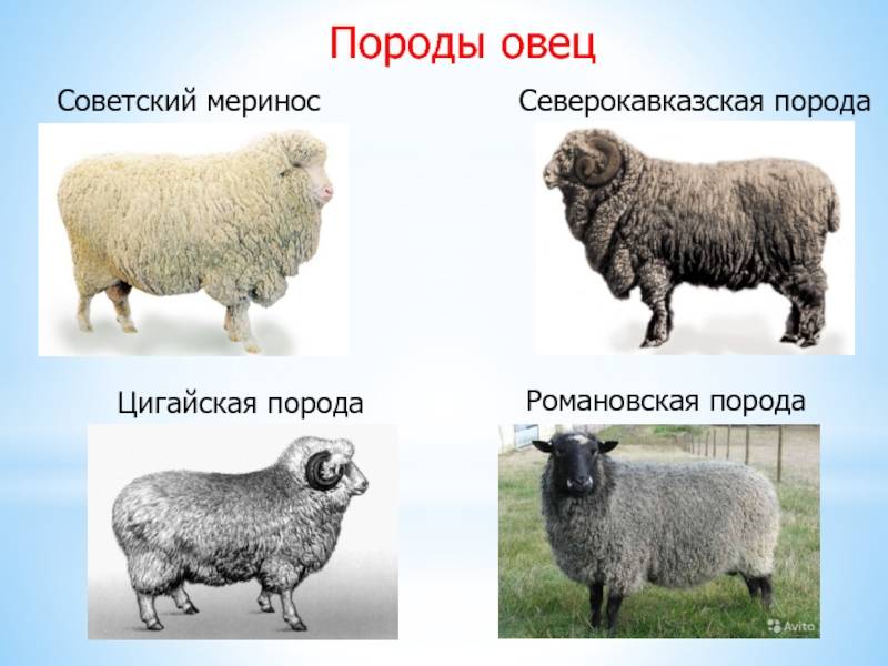 ✅ овца советский меринос описание породы фото видео характеристика - cvetochki-rostov-na-donu.ru