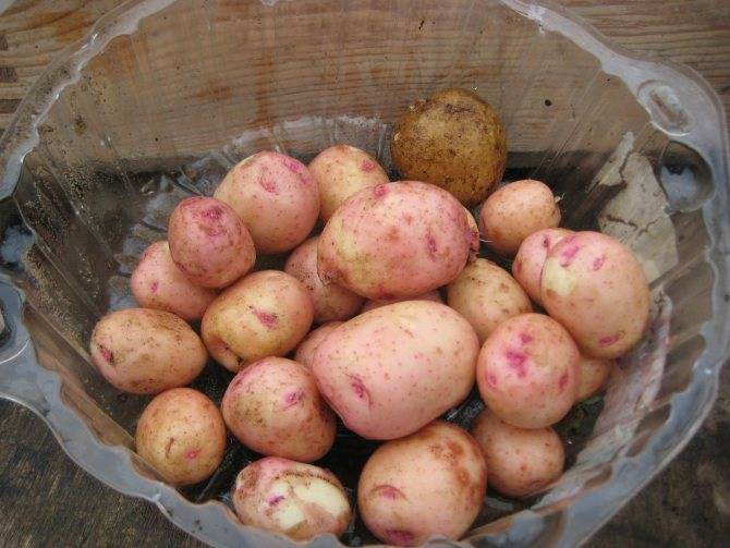 Сорт картофеля кураж характеристика отзывы