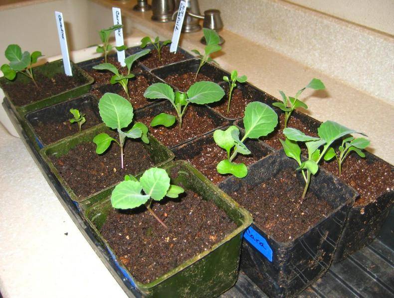 Как вырастить рассаду капусты дома на подоконнике