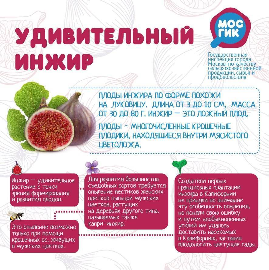 Инжир: польза и вред для здоровья организма, рецепты блюд, отзывы