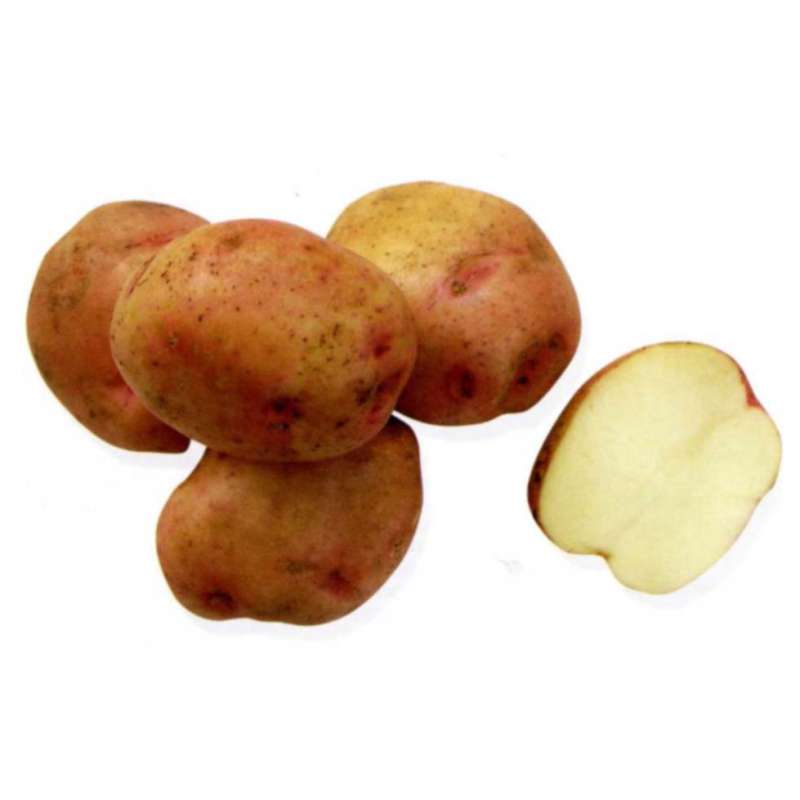 Картофель алена: характеристики раннего сорта, урожайность и устойчивость