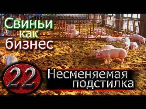 Глубокая подстилка для свиней – доводы в пользу соломы — agroxxi