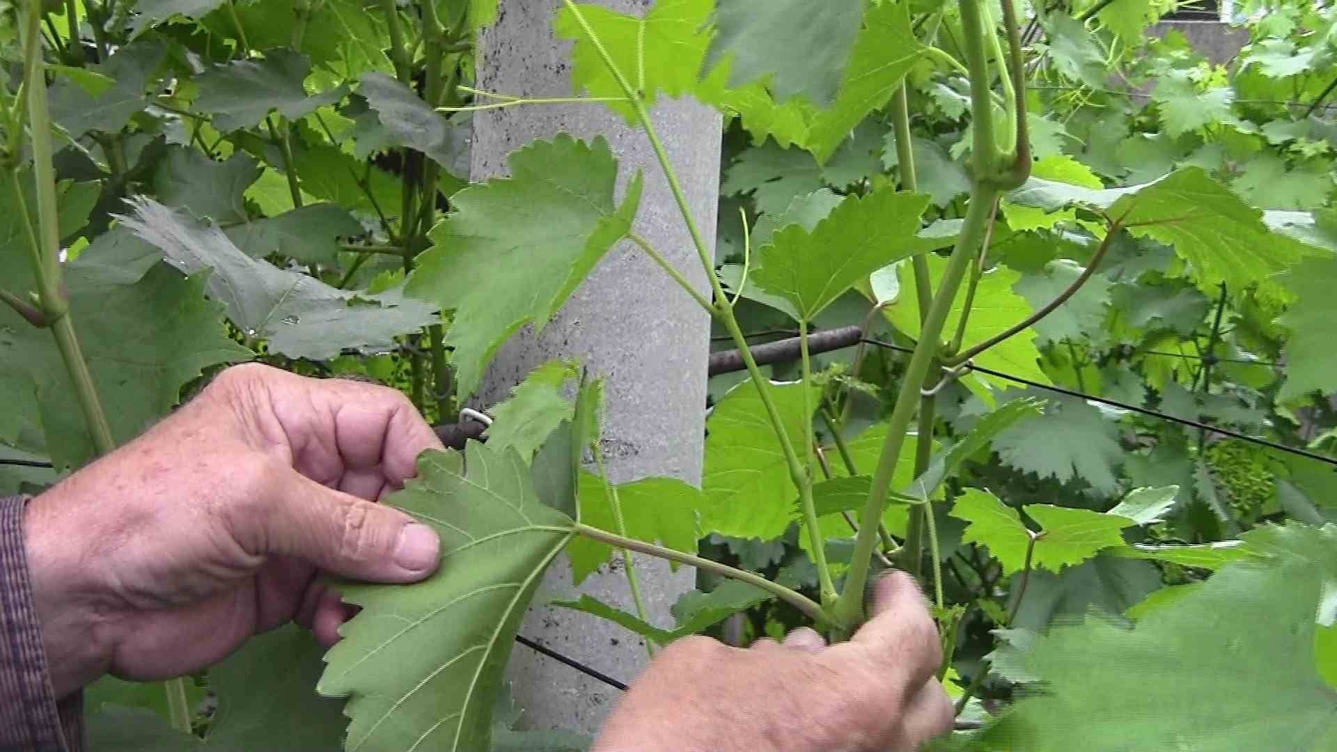 Пасынкование – виноград