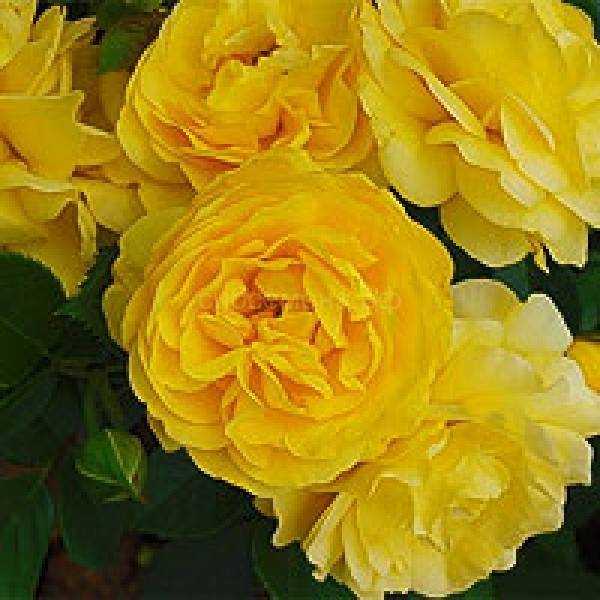 Роза флорибунда golden dreams (голден дримс): посадка и уход, отзывы