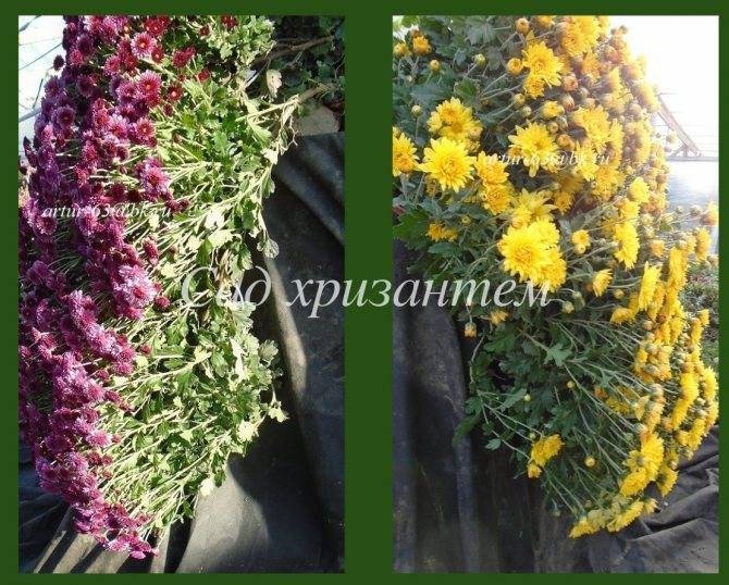 Хризантемы однолетние: описание сортов, посадка и уход, выращивание из семян