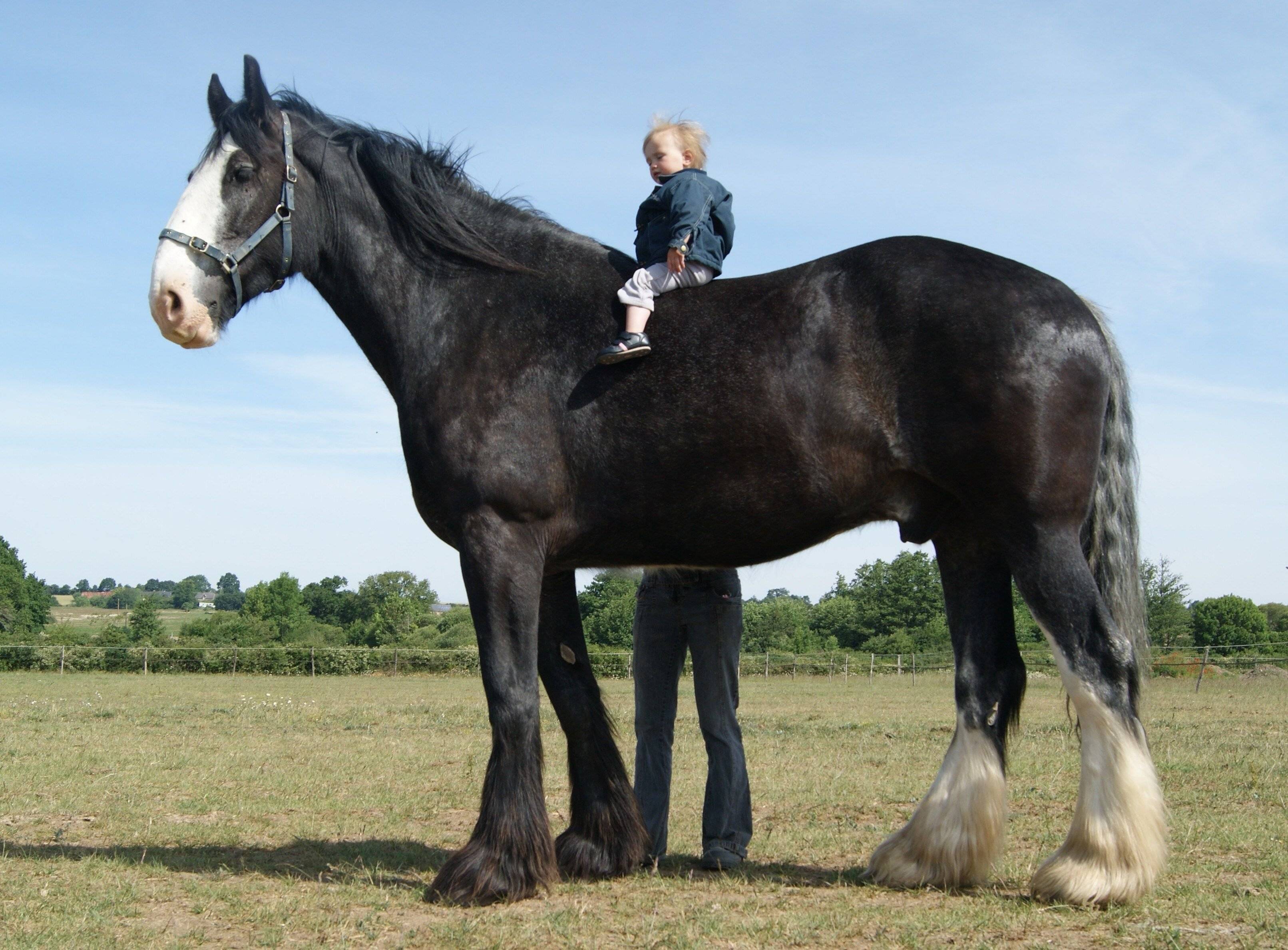 Лошадь самая большая в мире: шайры, список кличек коней гигантов