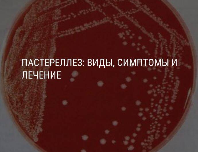 Лептоспироз у крс - симптомы, диагностика и лечение