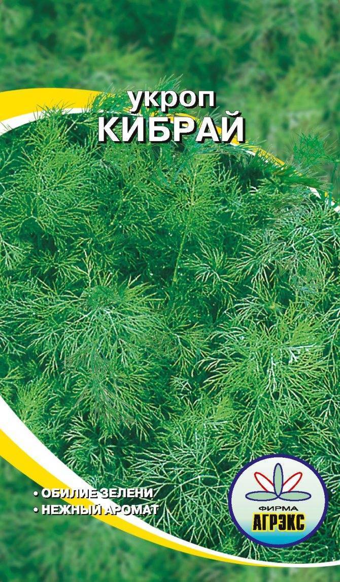 Укроп кибрай: описание сорта, отзывы, правила выращивания и ухода с фото