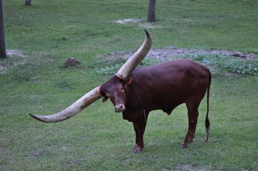 Бык ватусси - домашний бык | некоммерческий учебно-познавательный интернет-портал зоогалактика