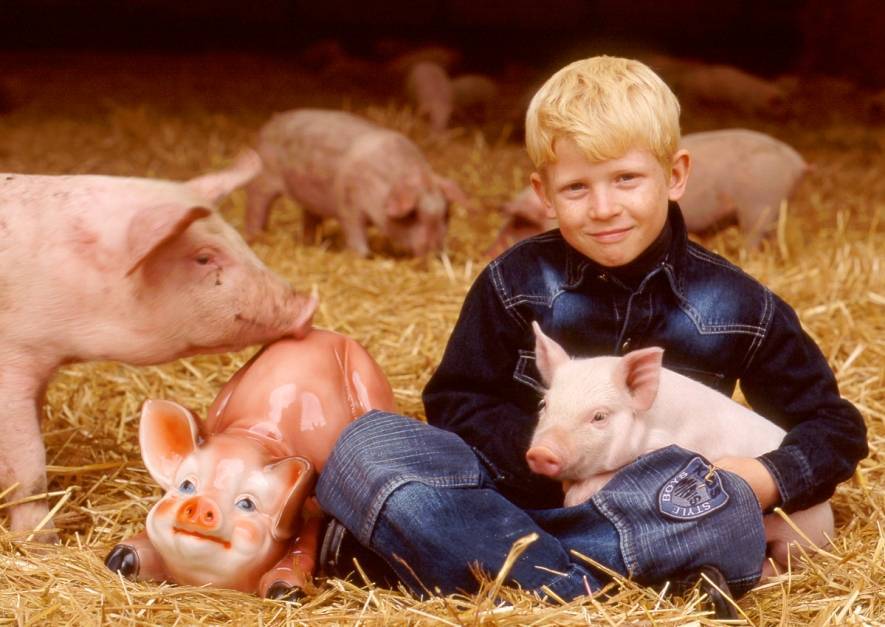 Разведение свиней как бизнес, особенности и перспективы развития. | cельхозпортал