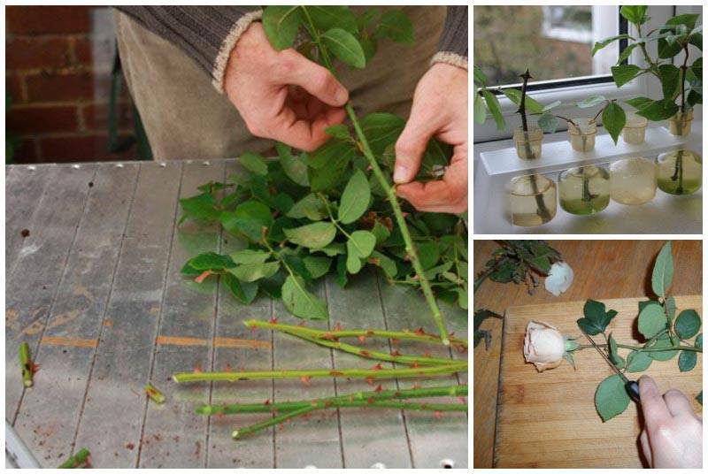 Размножение кампсиса черенками, семенами