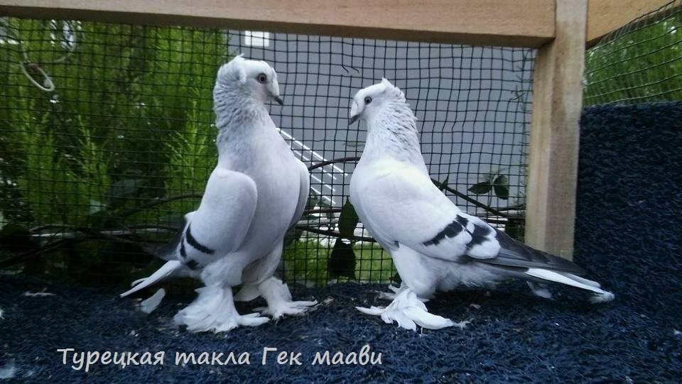 Турецкие голуби такла: фото, описание породы