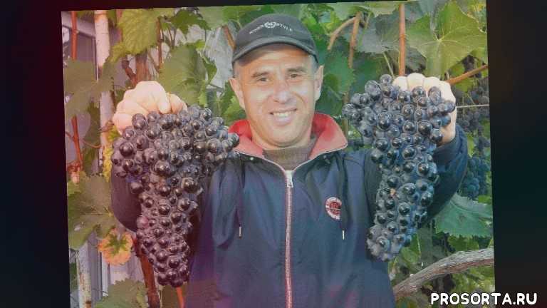Каталог саженцев винограда давида алверцяна