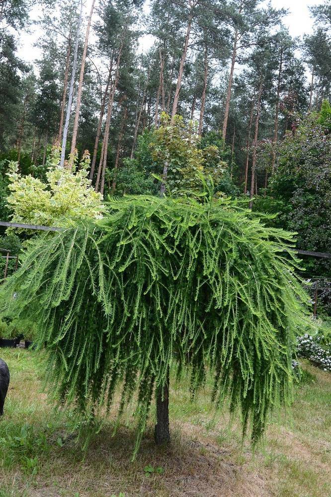 Лиственница – главное дерево страны. описание рода larix: основные разновидности, выращивание, заготовка и использование